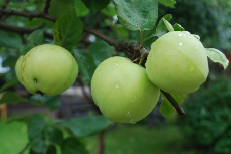 beskärning äppel